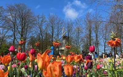 Mein Jahr in Holland